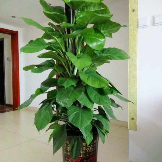 甘露寺.劝千岁杀字休出口