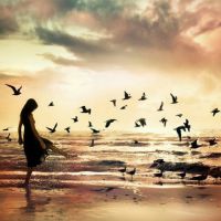 飞鸟与射手简谱门丽