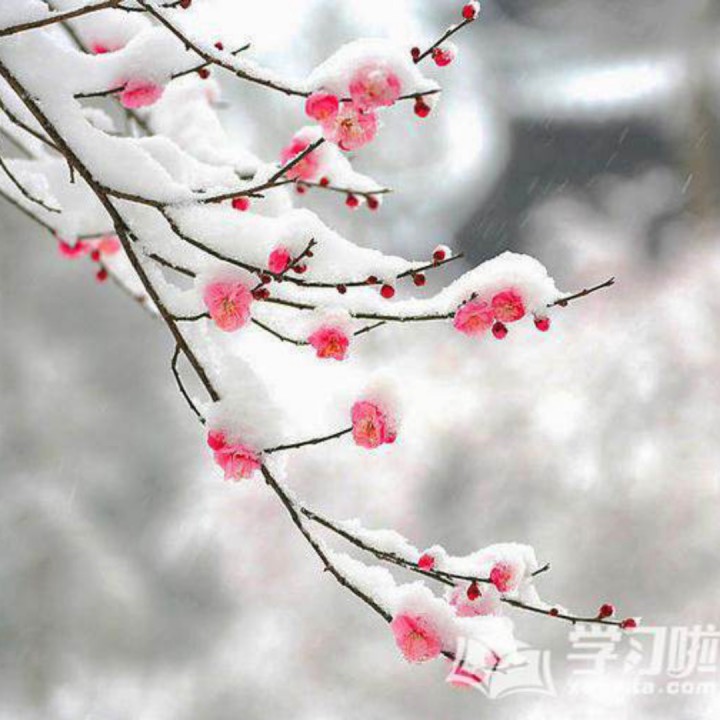 梅花雪【雨辰制作】