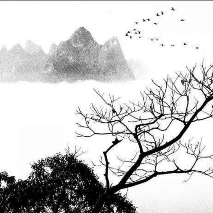 南飞雁 