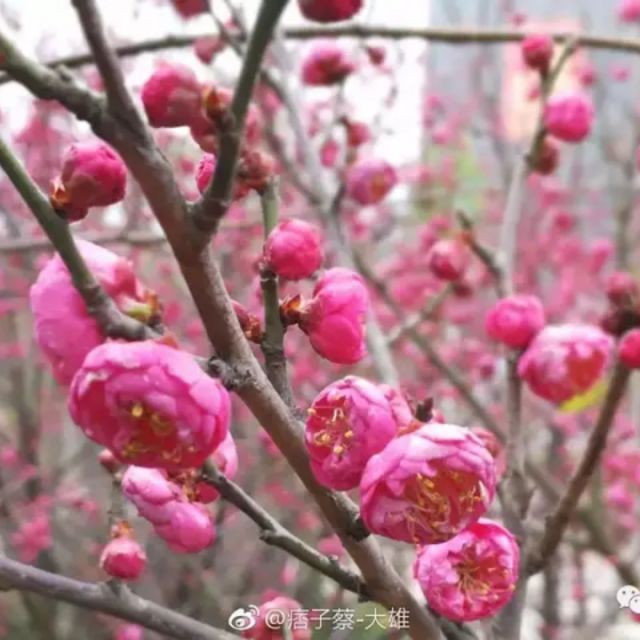 扬剧玉蜻蜓七年前逢端阳