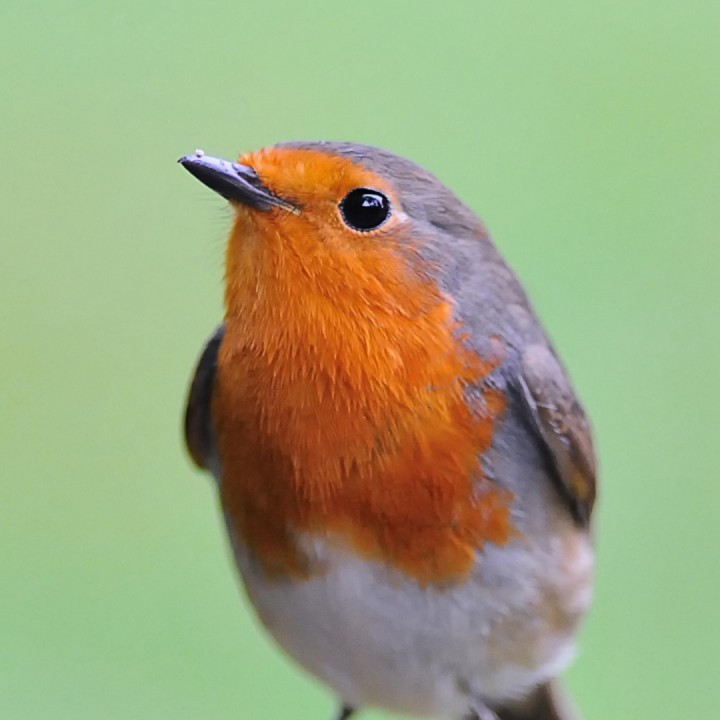 望星空 十五的月亮 降调伴奏【乐在飞扬 华圸制