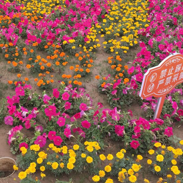 收姜维四千岁唱段简谱