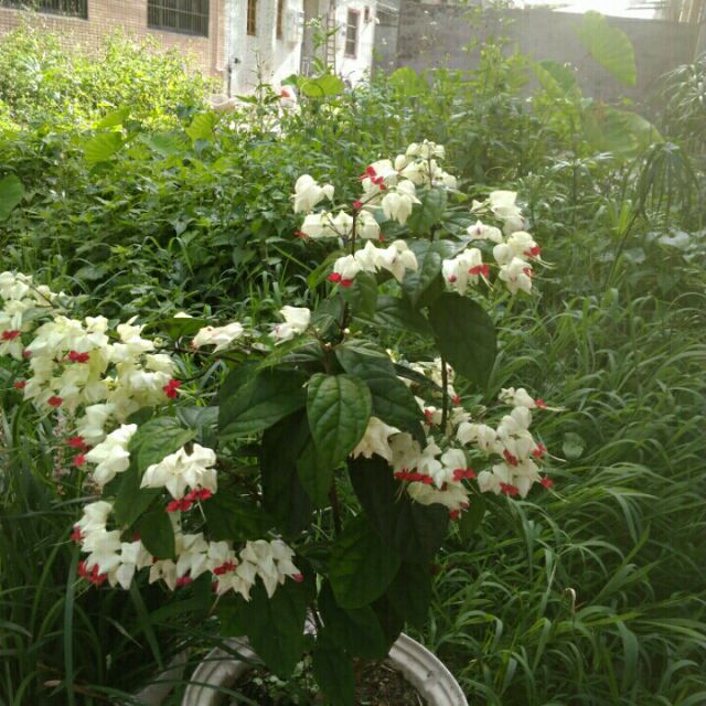 火火的爱【DJ白狐的爱恋】