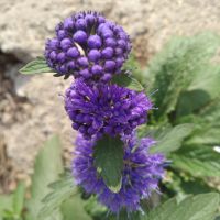 葫芦丝F调伴奏-竹楼情歌(李)【F调】 - 林海听风