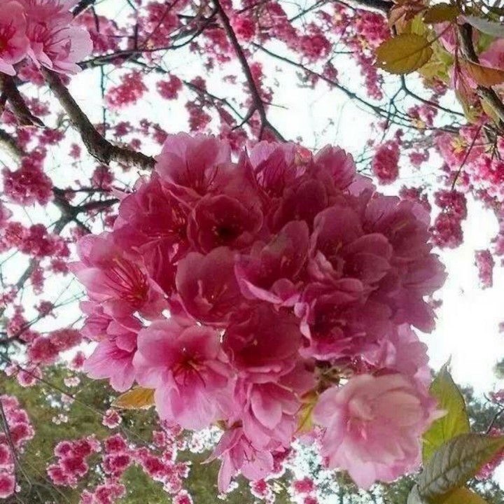 梨花飞 情人泪【秋歌制作】