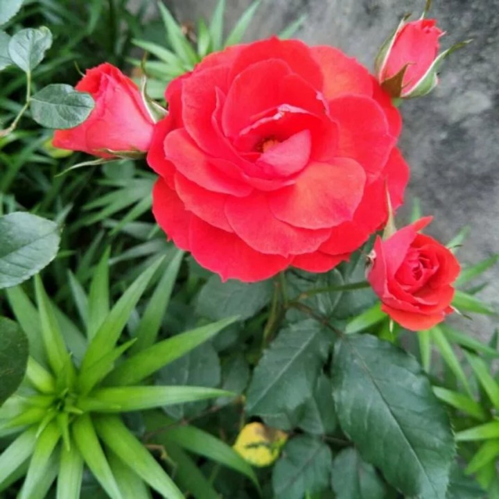 我悄悄的蒙上你的眼睛【制作:撕夜探日】