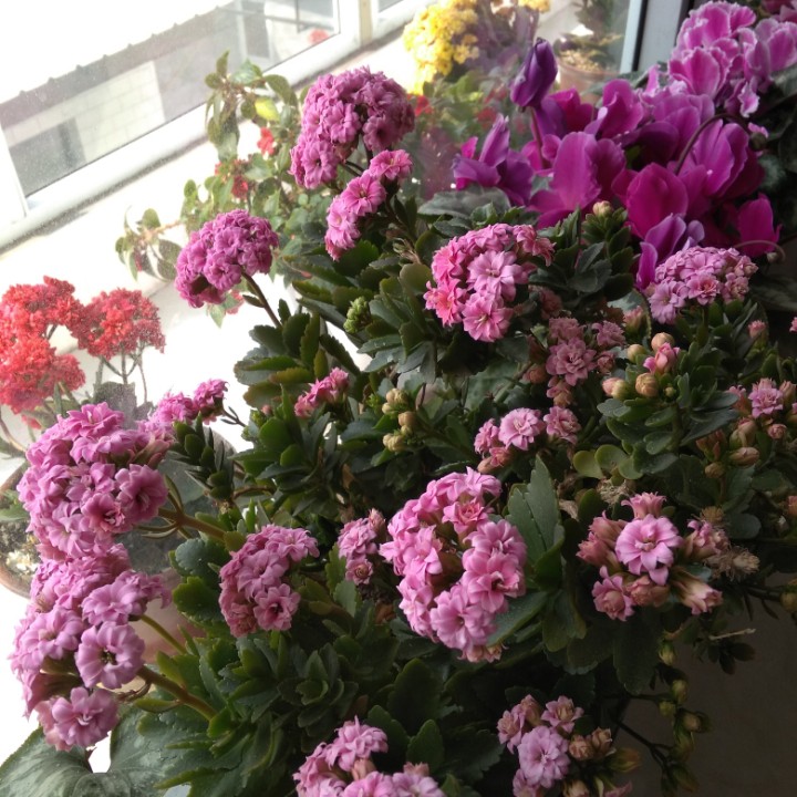 晋剧芦花 好一个孝道闵损儿 阎慧贞版