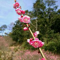 红河谷【心如绿茶-合唱伴奏】