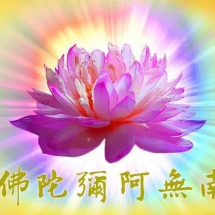 情是自己亲手种下的莲花