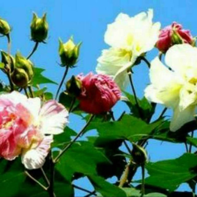 越剧 沙漠王子 叹月【张琳版 凤凰图恋】