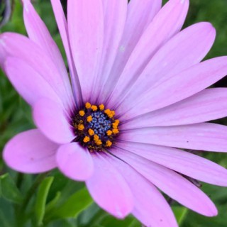 有梦好甜蜜【标准歌词伴奏版】 - 朽木味丶 - 唱