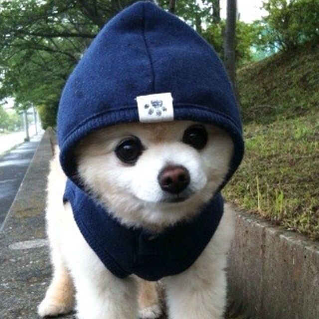 狗介什么士成语_成语故事图片(2)