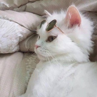 小可爱之歌 - 一只喵。 - 唱吧,听见歌声遇见你