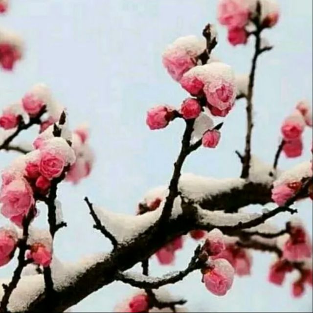梅花恋【黄梅歌】