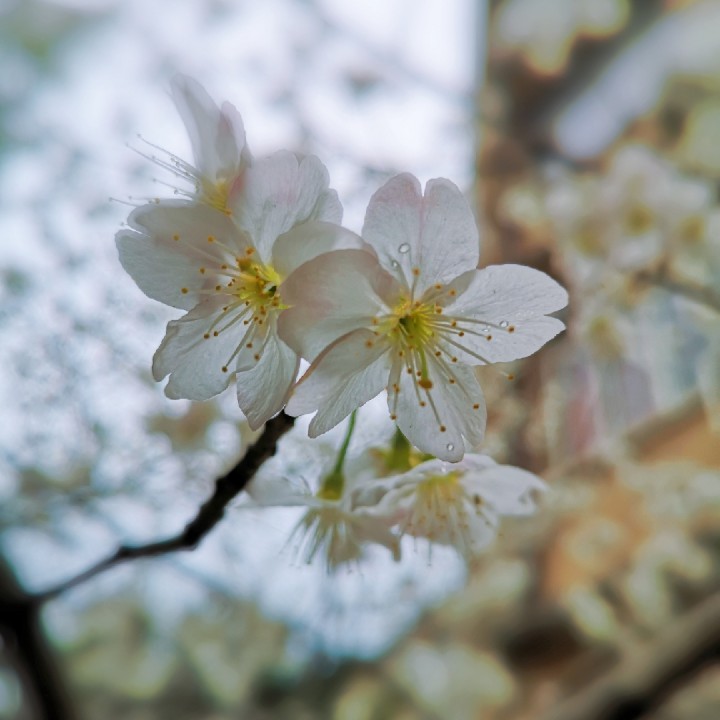 雪落下的声音【电视剧《延禧攻略》插曲】