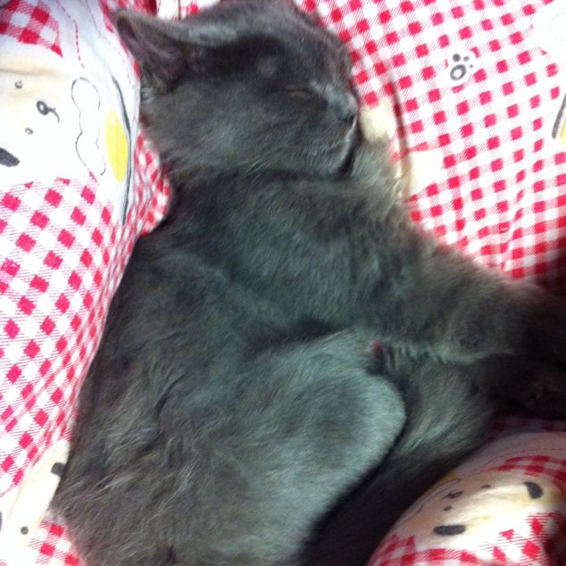 囚鸟 男版伴奏 - Calvin 唱吧,最时尚的手机KTV