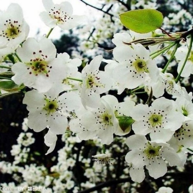 梨花飞情人泪【龙行天下制作合唱版】