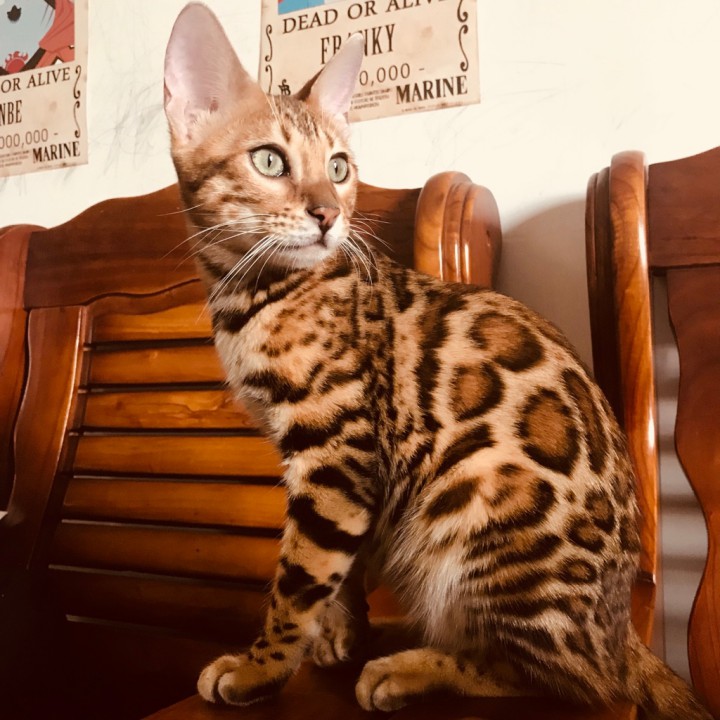 哆啦A梦之歌【hh】