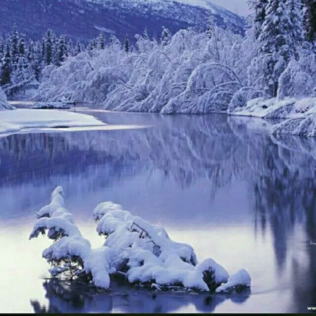 冬天里的白玫瑰