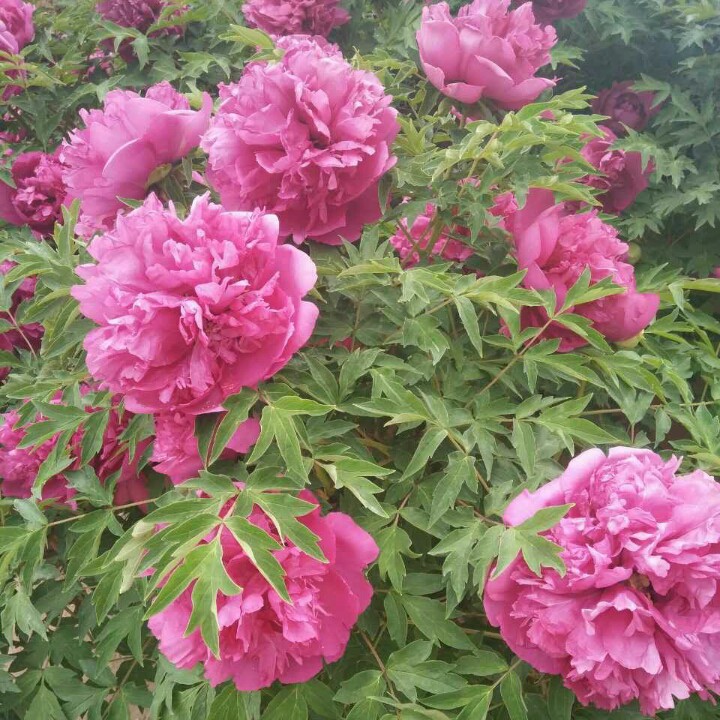 秦腔 三娘教子 不孝的奴才听娘言【纯伴奏】