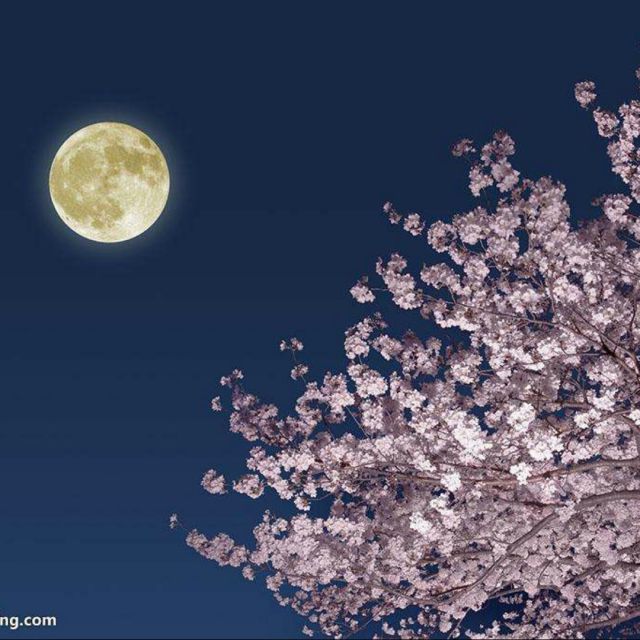 花好月圆夜