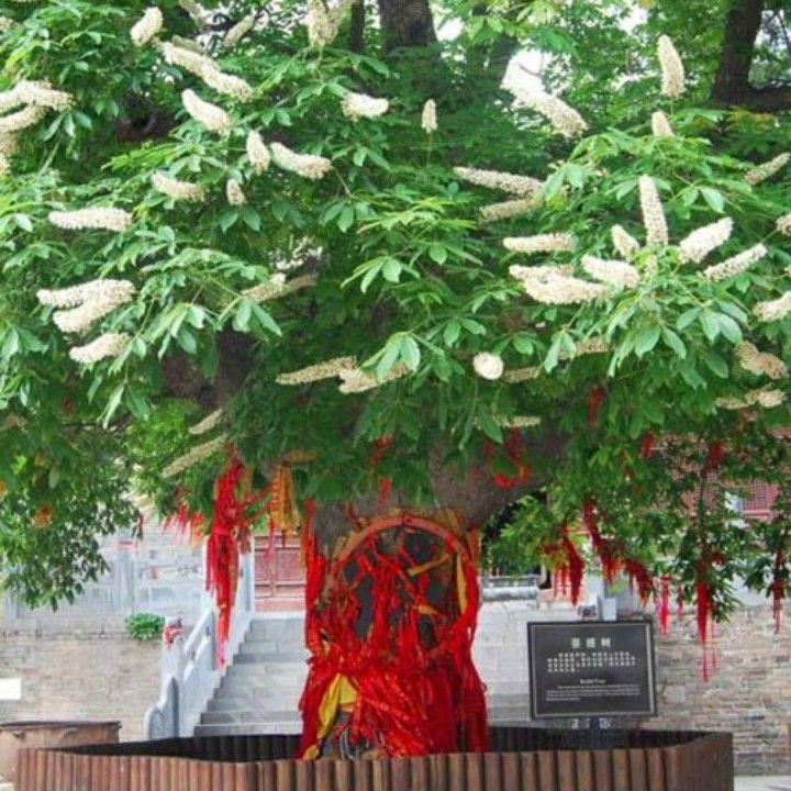 菩提花佛前开