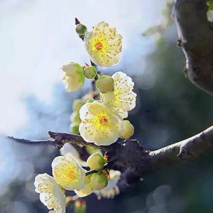 沪剧 雷雨 盘凤
