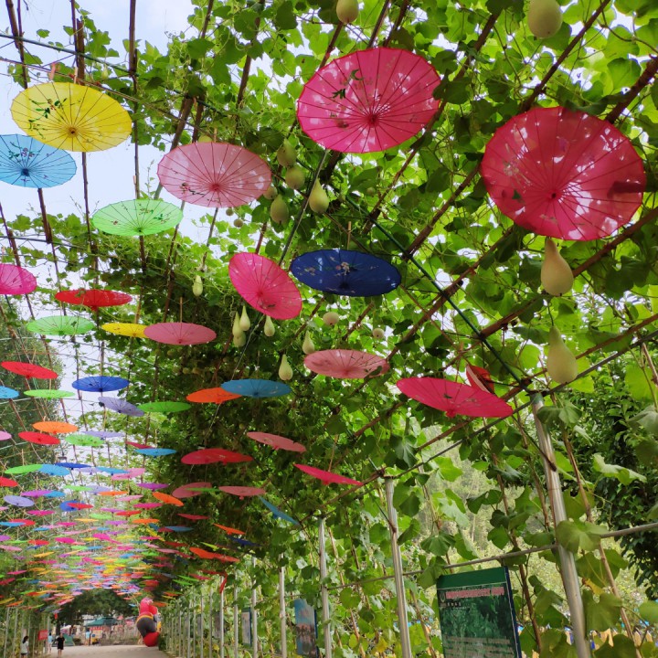 爱尔兰画眉【伴奏】