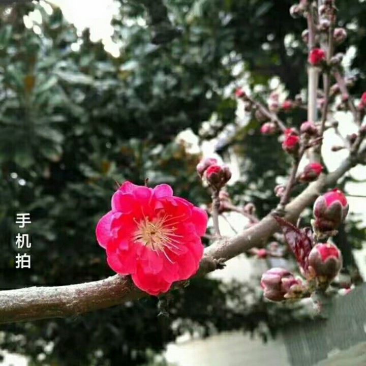 梅花泪【原版】