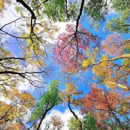 太想念【原唱版】