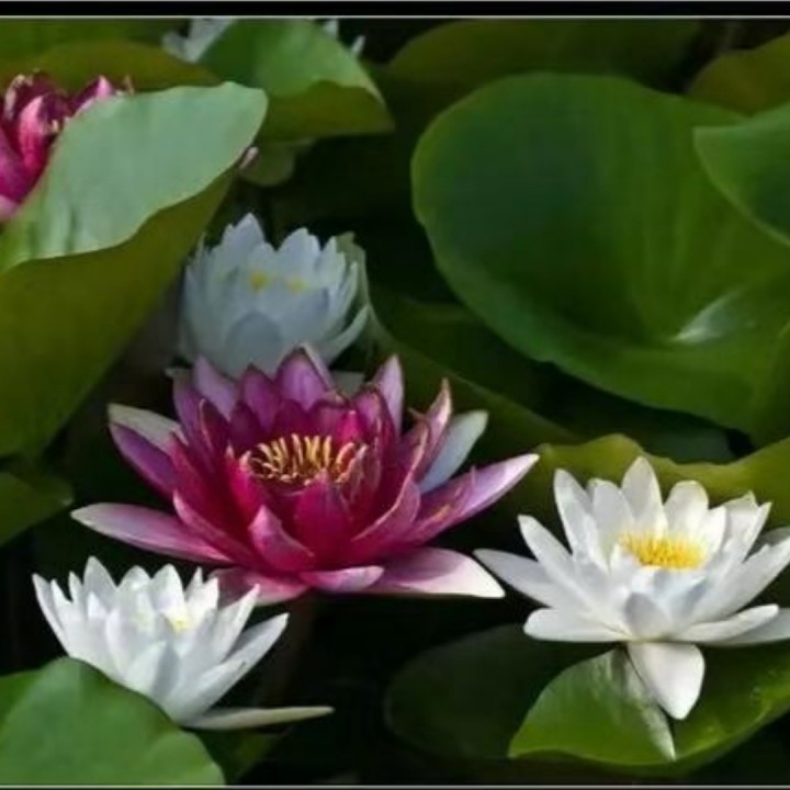 我爱上了你等于爱上了错【好声音女生版】 - 逸