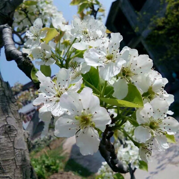 梨花飞情人泪