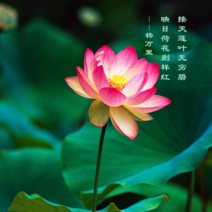 愿做菩萨那朵莲
