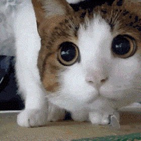 雨蝶【男版伴奏】