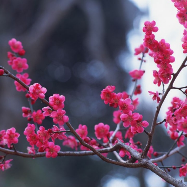 黄梅歌梅花恋【一支梅】