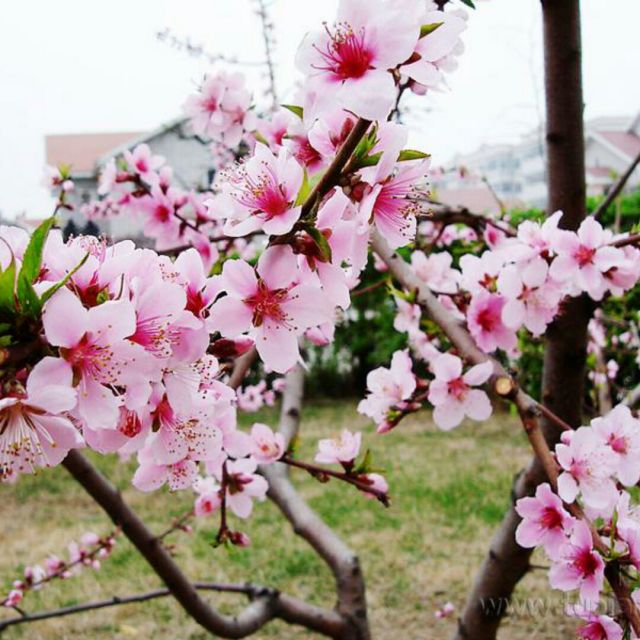 唐僧在女儿国抒怀并看着女儿国王的眼睛【晓宇