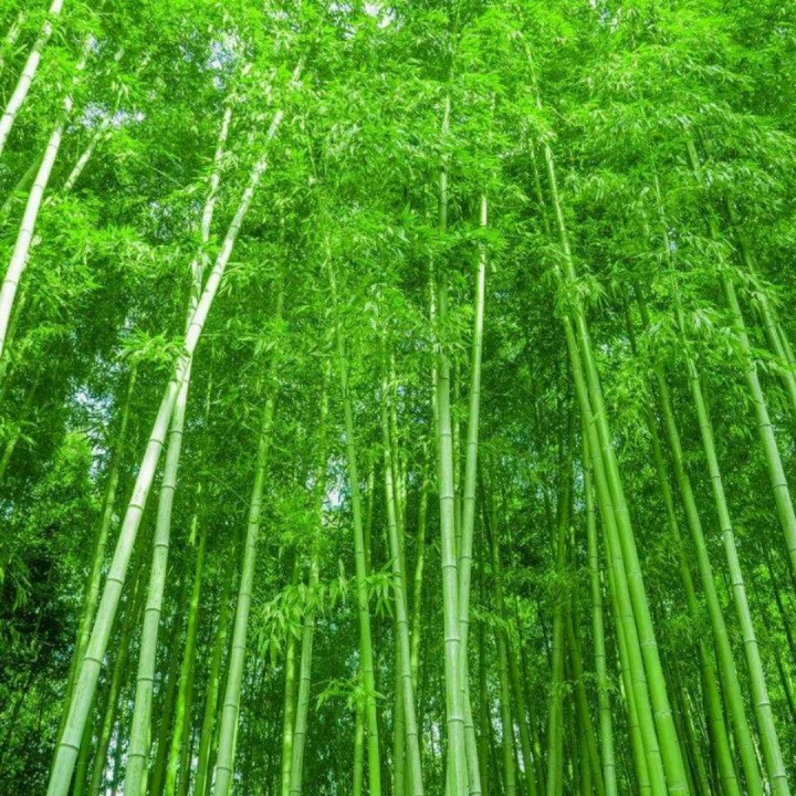 竹林听雨 编辑整理 深谷幽兰