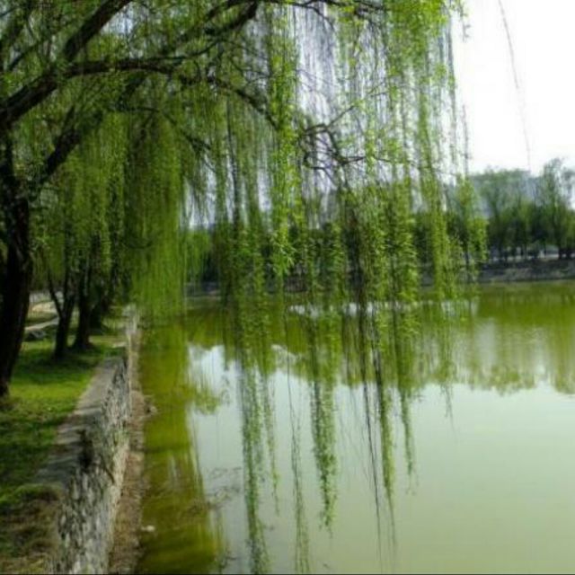 锦鲤抄 