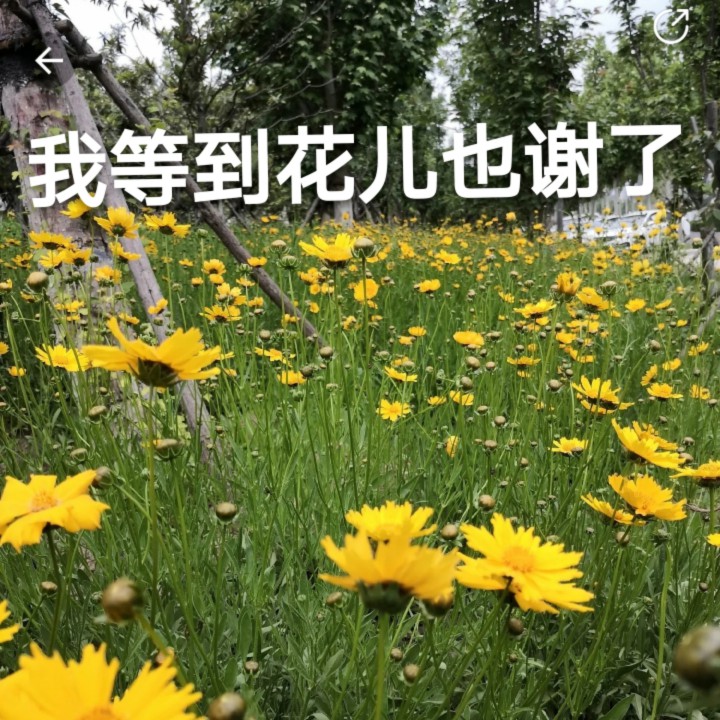 我等到花儿也谢了