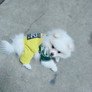 我要你【驴得水电影主题曲】