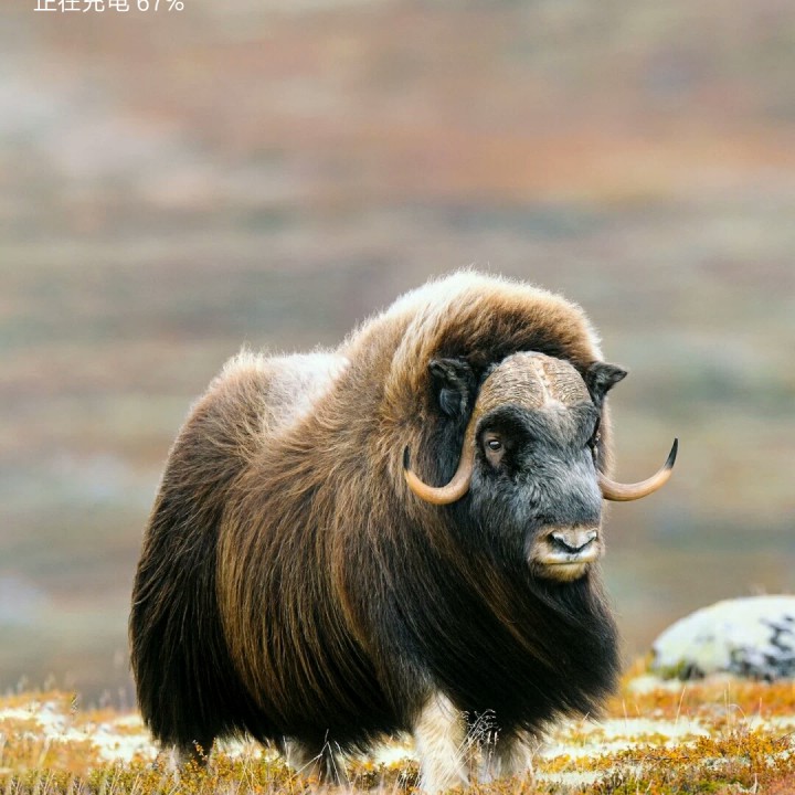 你牛什么牛【DJ版(徐杰制作)】