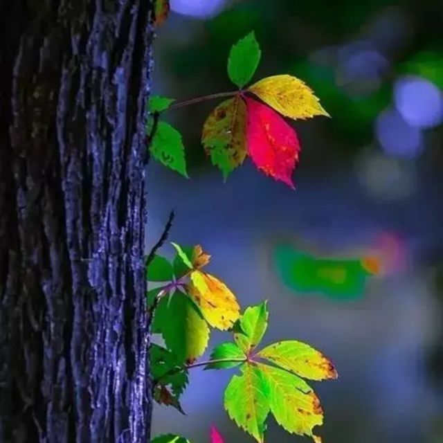 电影芳华片尾曲绒花