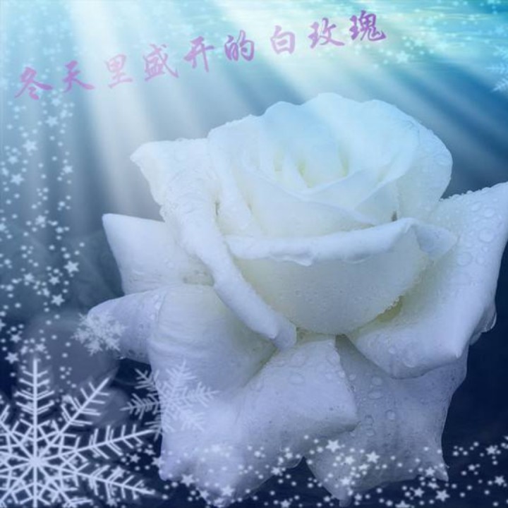 冬天里的白玫瑰