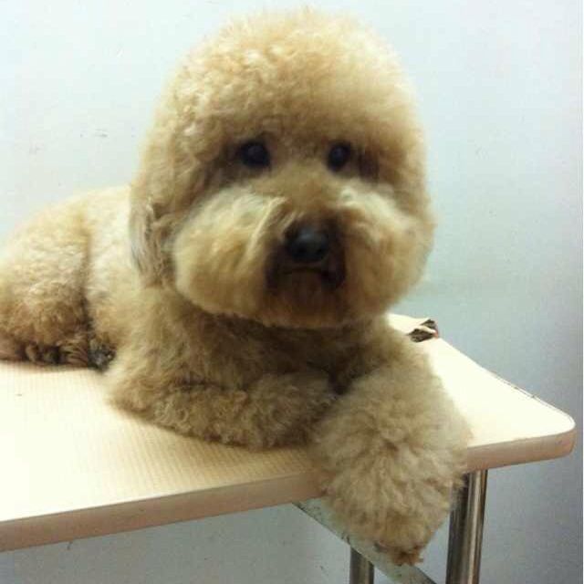 老母猪钻篱笆_老母猪钻_老母猪钻泥巴 - 图片专