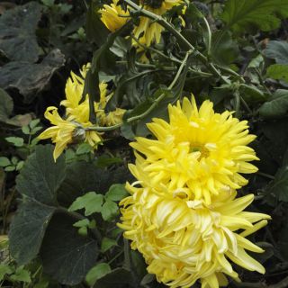 江湖路 (莲花争霸主题曲 -lj)