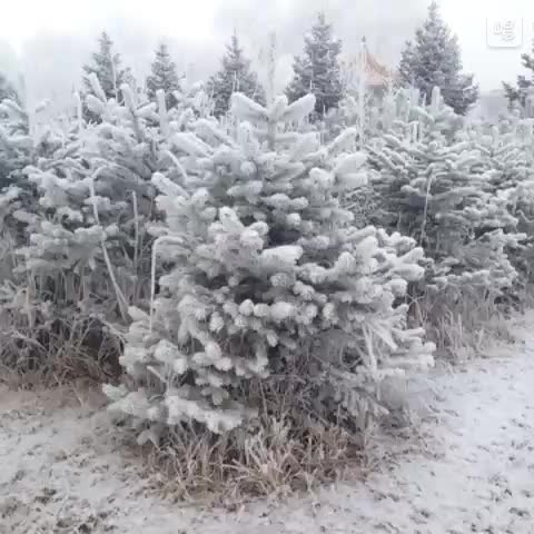 唱吧 - 雪山飞狐主题曲 - 雪中情(歌曲)