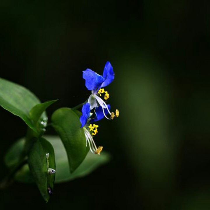 梦中的兰花花图片大全图片