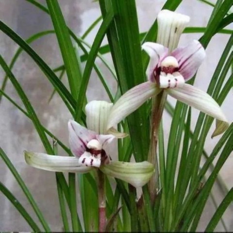 越剧玉蜻蜓 读信 原唱