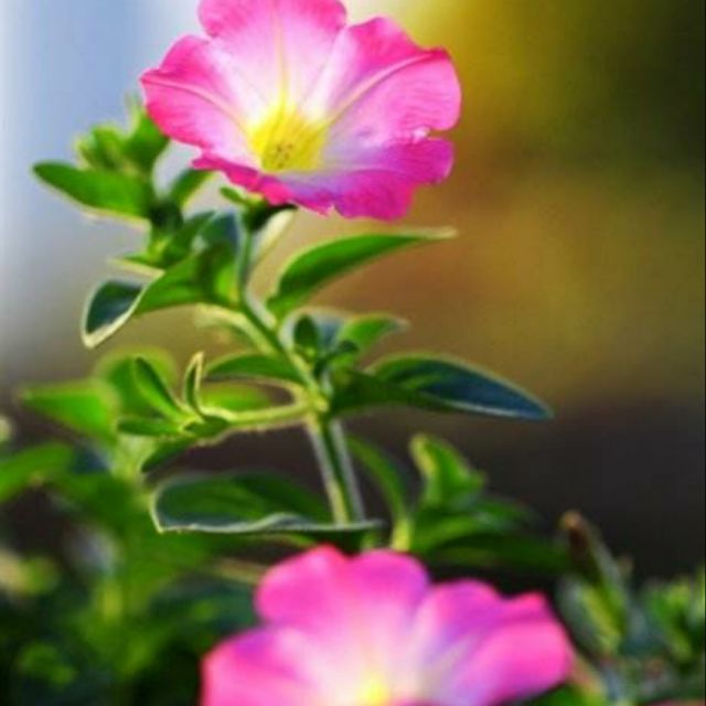 微腾花【消音版】